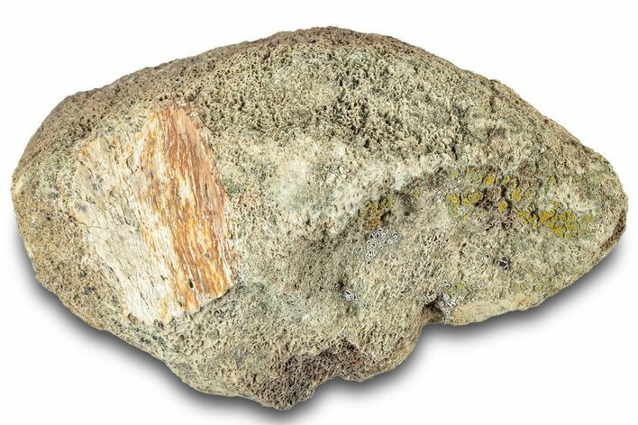 Dinosaur (Triceratops) Bone Section - Montana #312316